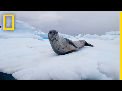 leopard-seals-play-and-hunt-in-antarctica-|-national-geographic
