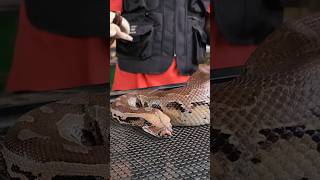 Famous blood pyton snake in birds of paradise #birdsofparadise #ngo #pyton Profile