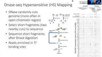 STAT115 Chapter 13.5 Introduction to DNase-seq and ATAC-seq
