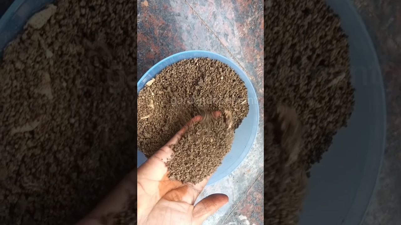 పడేసే tea powder తో compost l # ytshort l 