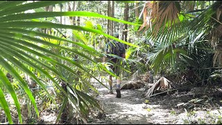 Waterfall to Audley - via Couranga track and Forest Path