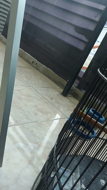 suara kicau moli moli 111 moli asli