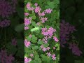 Harpsichord Concerto No. 2 in E Major, BWV 1053: III. AllegroㆍMario SarrechiaㆍBandeㆍKuijkenㆍBach