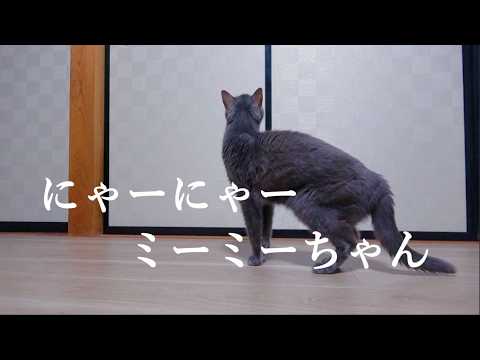にゃんた - YouTube