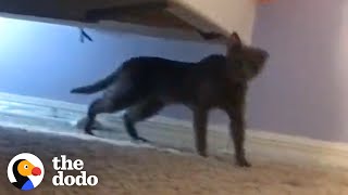 Cat So Scared She'd Hide Under A Bed Turns Into A Cuddle Bug | The Dodo