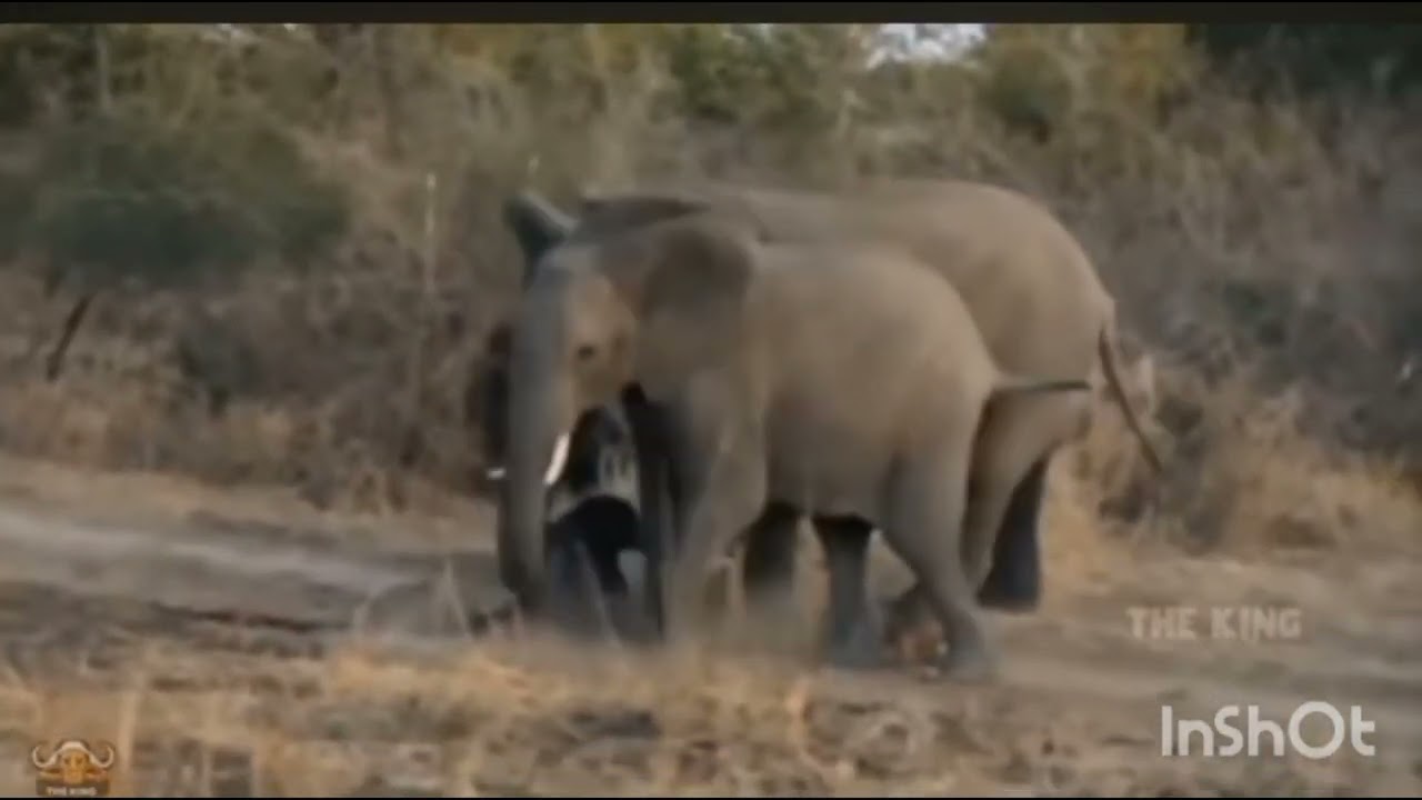 The herd of elephant rescue monkey baby