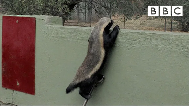 Stoffel, the honey badger that can escape from any...