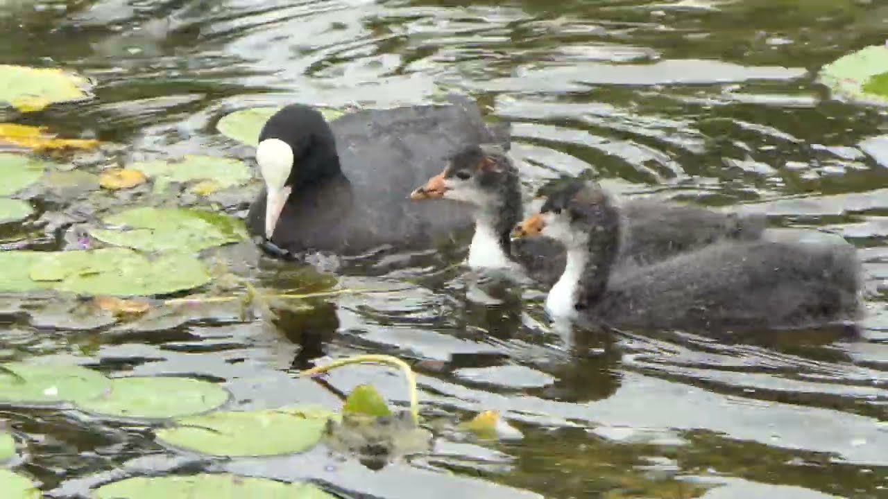The sixth set of Coot chicks in the Italian fountains