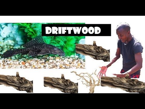 Video: Not A Driftwood, But A Fish