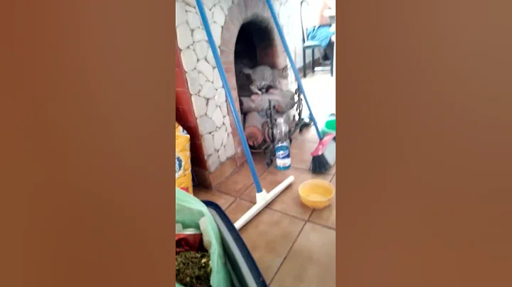 MI NUEVO GATO JUGETON ariel ojeda