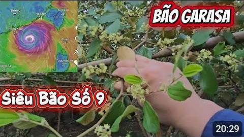 BUỘC TÁO CHỐNG SIÊU BÃO SỐ 9  ( Bão Garasa) NHƯ THẾ NÀO I NÚI ĐỒI LỤC NGẠN 