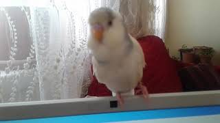 Ayağı İncinen Muhabbet Kuşuna Ne Yapılır