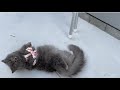 愛猫と人生初めてのお散歩をしてみたらまさかの展開に