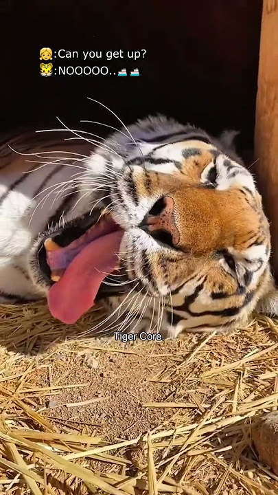 Tiger core.🐯#tiger #funny #animals #funnyvideo #funnyanimals #fyp