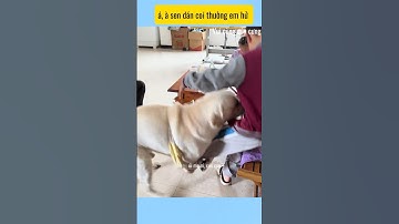 Chừa nha sen # vui cùng cún cưng