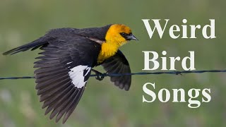 21 Weird Bird Sounds, Songs & Calls of North America