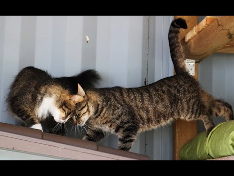 Video: Kas ir kaķu leikēmija?