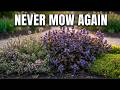 7 Low-Maintenance Groundcovers That Replace Your Grass Lawn Forever