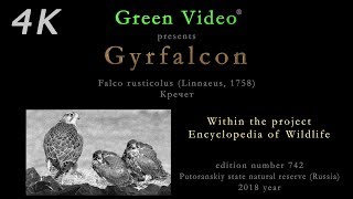 Gyrfalcon / ΠΡΠ΅ΡΠ΅Ρ / Falco rusticolus / Gerfalke. 2018. Green Video Wildlife. 4K