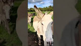 A look back to on this day 6th October with our farmily of farm animals