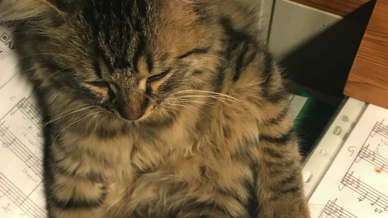 Tuittu Täti -  Missi