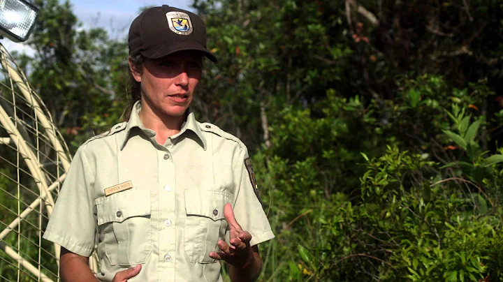 The Avocado: Trees, Pests & People