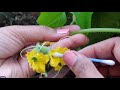 76. How to do Hand Pollination on Muskmelon | #HandPollination | #Cantaloupe