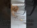 NUOVO GIOCO PER CANI 🤦♀️🤣 #goldenretriever #animalidomestici #dog