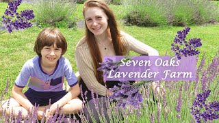 Seven Oaks Lavender Farm ⭐2022 Northern Virginia Festival 🍃