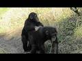 I love uncle Ibuki! by Dill 僕はイブキ叔父ちゃんが大好きだよ!ディル Chimpanzee Tama Zoological Park