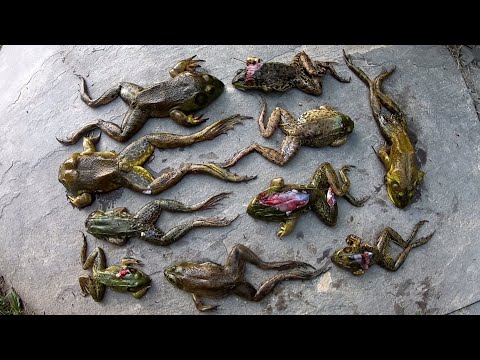 Summer Frog Hunting - A Campfire Catch and Cook
