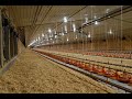 Introduction to Modern Broiler Production (all subjects combined)