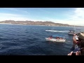 Humpback Whale Jump - Ballena Jorobada (Yubarta) - at Cabo San Lucas, Mex.