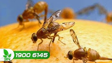 Diệt trừ ruồi vàng đục trái bưởi