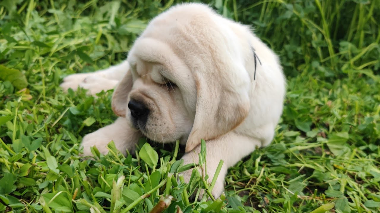 Unmatchable quality of labrador dog puppies for Sale only available