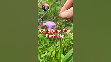 Bạn đã biết công dụng của Bạch Cập chưa?