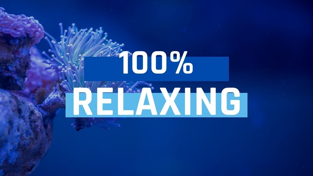 Beautiful coral reef relaxing ocean fish stunning aquarium relax