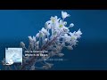 Capture de la vidéo Peter Breiner: Where It All Began (Music Video)