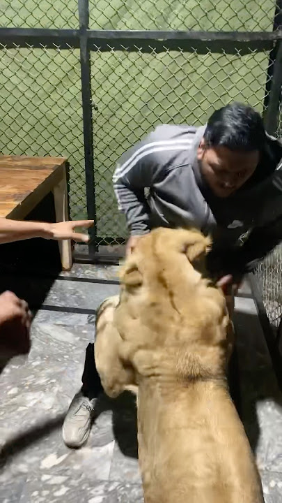 Episode 700: Simba play with boy 😅✌️