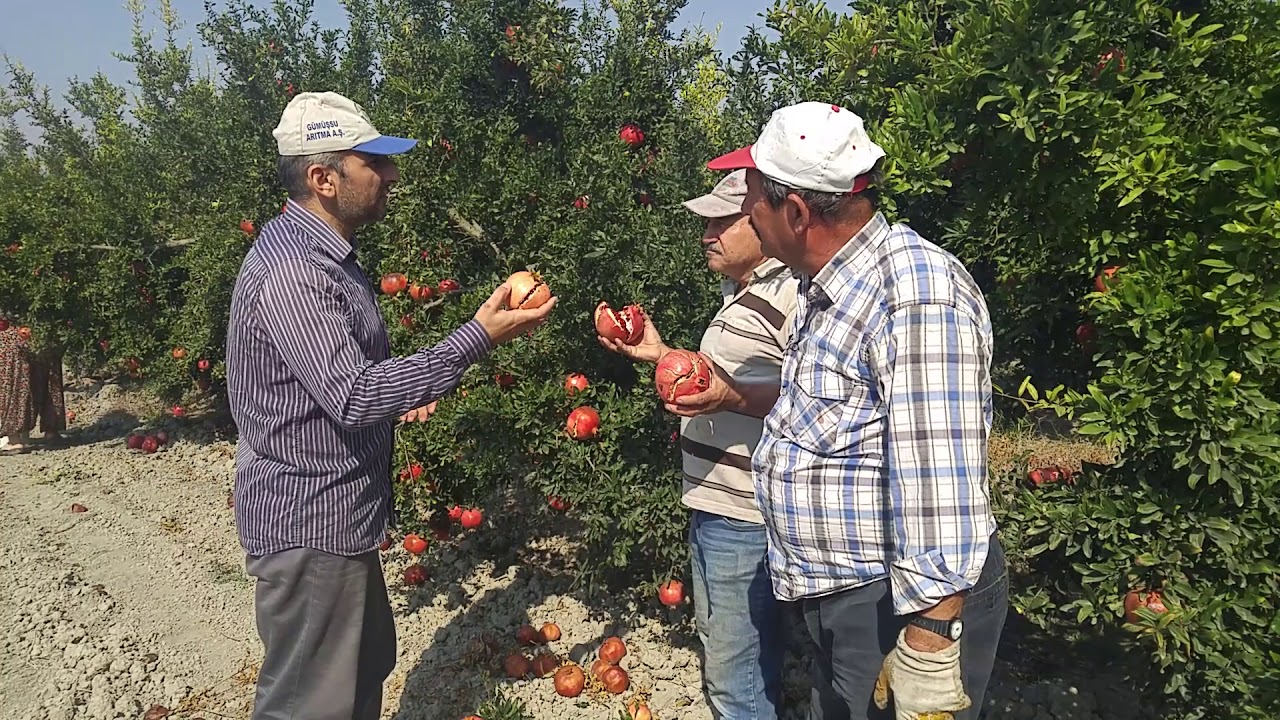 Nar nasıl yetişir  Nar ağacı tarlası hakkında bilgi  Himmet ÇIBIK Ahmet HAZAR Osman Kapçak Nar Üreti