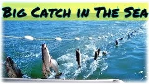 Amazing Automatic Lines, Catching and Processing Fish Right on Ship, Big Catch in The Sea