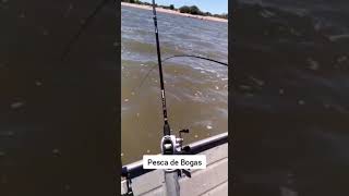 Pesca De Bogas En El Río.