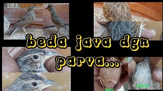 Perbedaan branjangan JAVANICA dan Parva secara detail ‼️