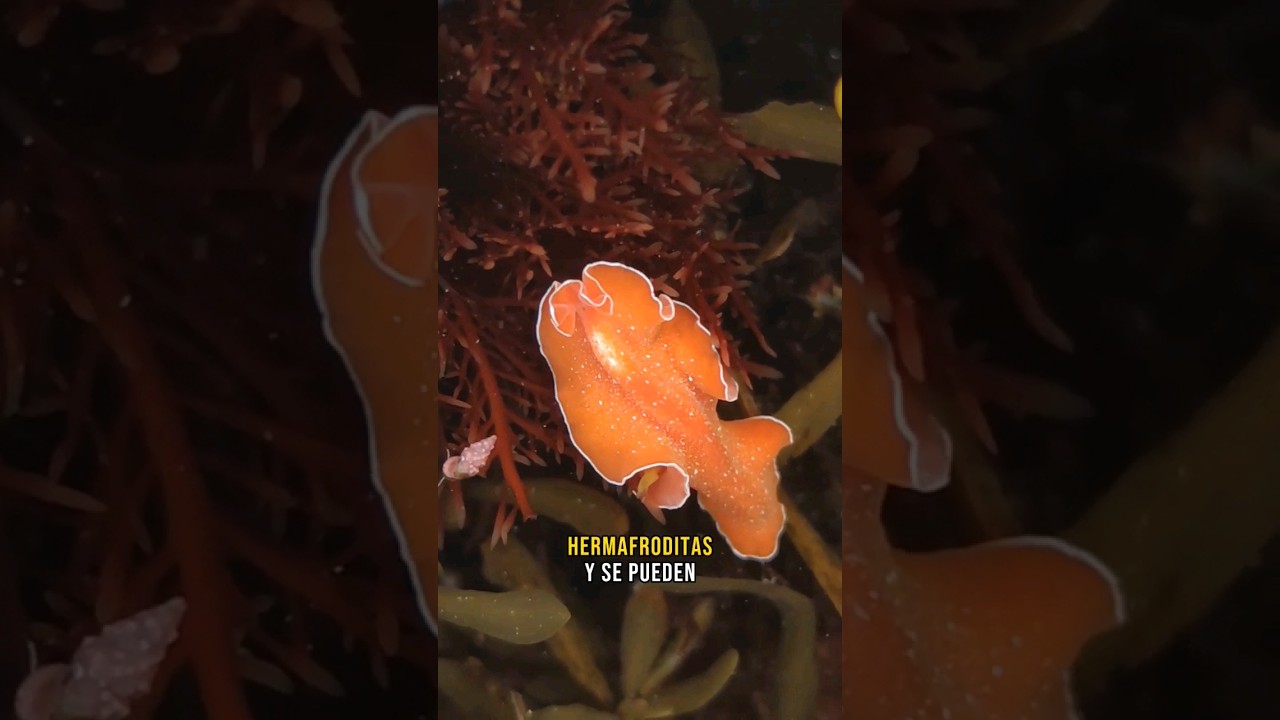 La planaria naranja o gusano plano naranja #curiosidades #biologia #faunamarina #shorts