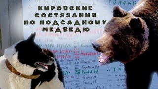 Кировские областные закрытые лично-командные состязания по подсадному медведю 2024.