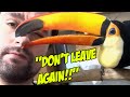 My Toucans Reaction to me Being Gone for Two Days!!