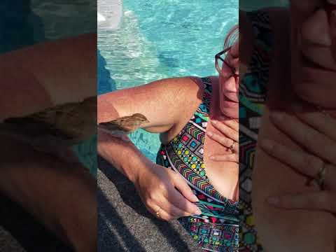 Tesh brown bird stands on womans arm