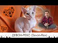 Девон-рекс (Devon Rex) - КОТ почти без хлопот!