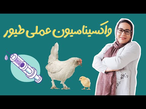 تصویری: 3 راه برای رهایی از حملات لاک پشت