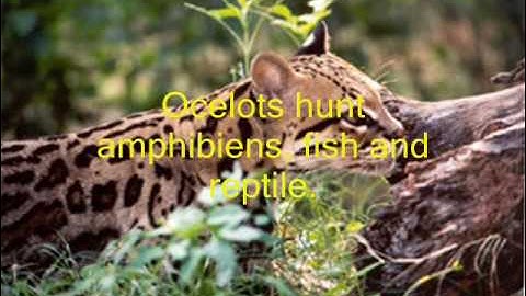 Ocelots